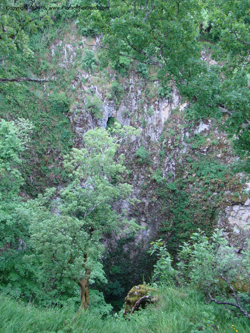 Slovenia. 2 km W of Skocjan on Rd 301. 16 May 08. 008.jpg