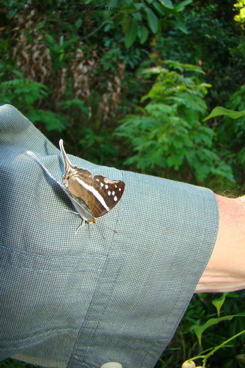 Peru. Loreto. Dist. Nauta. Miraflores, Rio Tigre. 8 Nov 08. 191.jpg