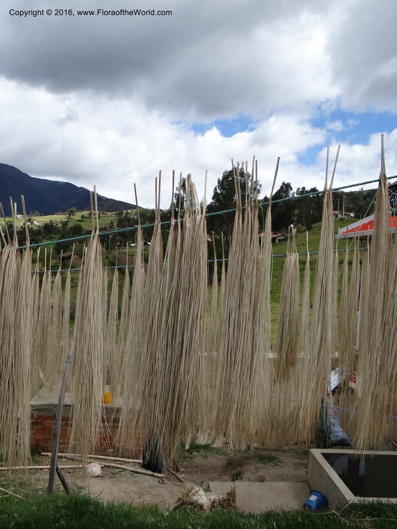 Ecuador. Azuay. Sigsig. 2 Oct 2012. DSC06351 (346).JPG