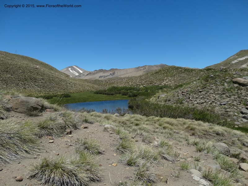 Chile. Ruta 115, to Laguna del Maule. 24 Nov 2014. DSC07486 (451).JPG