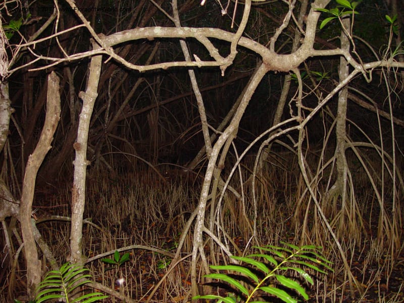 FL. Everglades Nat. Pk. Snake Bight Trail. 15 Jan 03. 012.jpg