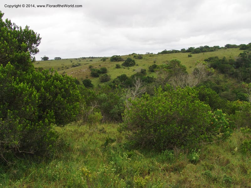 So.Africa. E. Cape. Trappes Valley. 7 Mch 05. 103.jpg