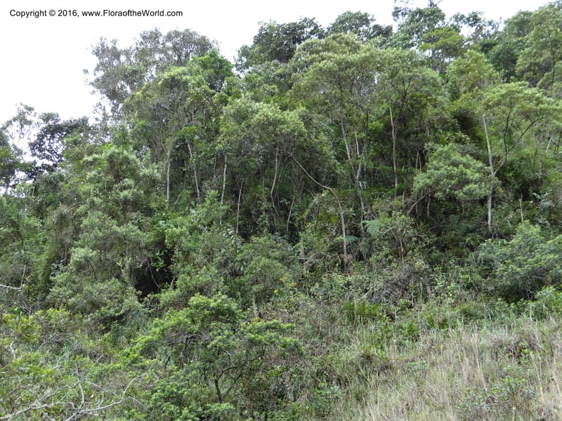 Ecuador. Zamora-Chinchipe. San Francisco Habitat (3).JPG