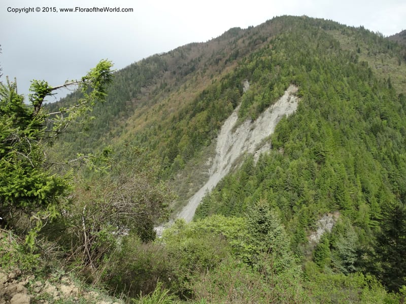 China. Sichuan. Siboguo Village. 9 May 2014. DSC04819 (56).JPG