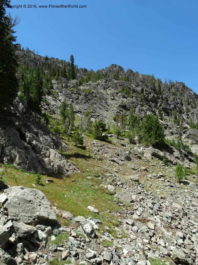 ID. Idaho Co. Seven Devils Mtns. 20 Jul 2015. DSC07745 (199).JPG
