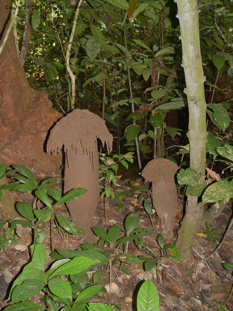 Cameroon. Bimbia Mangrove Nat. Trail. 8 Dec 03. 036.jpg