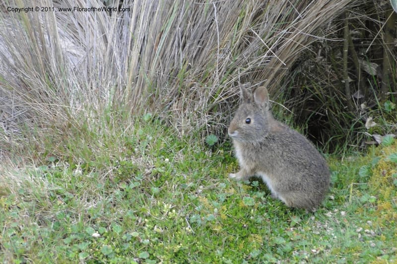 Sylvilagus brasiliensis--Ecuador. Azuay. P. N. Cajas. 8 Jun 2011. 480 (3).jpg
