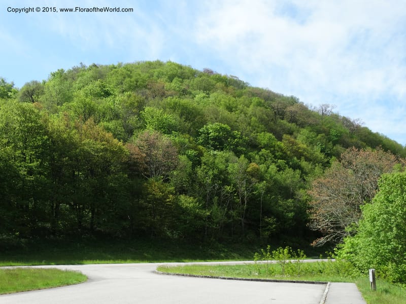 North Carolina. Haywood Co. Grassy Ridge Mine Overlook. 21 May 2015. DSC06988 (48).JPG