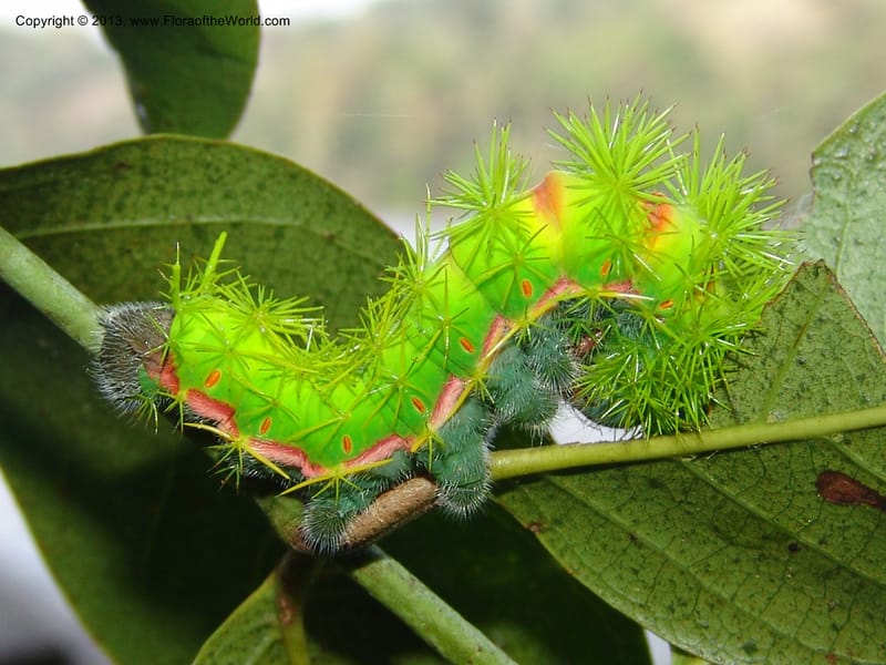 Caterpillar, Uncaria tomentosa, AAMurakami3033--Bolivia.  Pq. Nal. Madidi. Margin, Laguna Chalalan. 23 Sep 06. 106.jpg