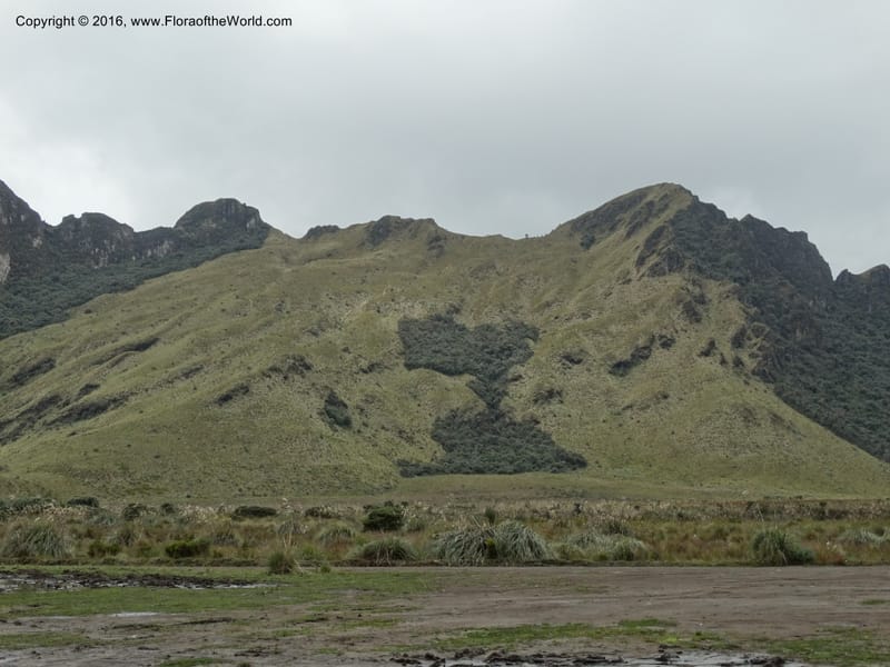 Ecuador. Mojanda. 22 Apr 2015. DSC02267 (113).JPG