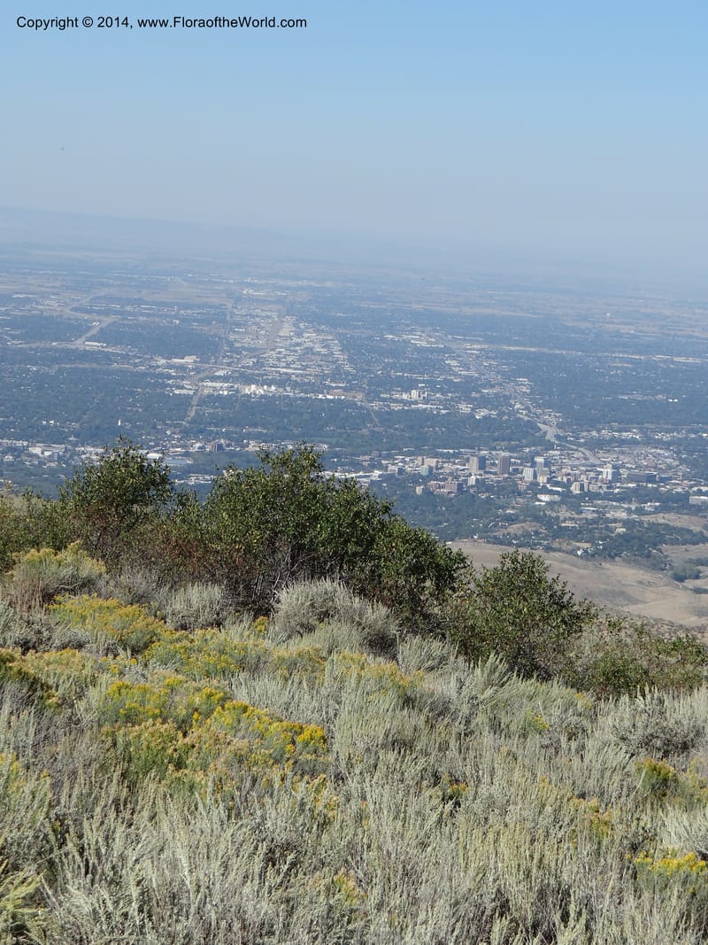 ID. Ada County. Idaho Bird Observ. Lucky Peak. 16 Sep 2013. (57).JPG