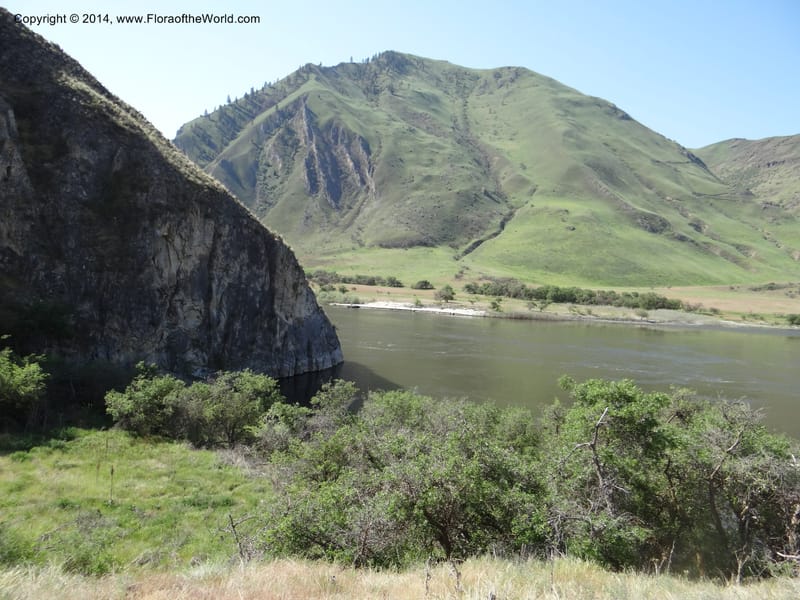 Idaho. Nez Perce Co. Snake R., Lime Point. 8 May 2013. DSC04048 (3).JPG