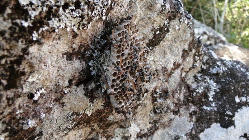Madagascar. Mania River. 1 May 2010 067.jpg