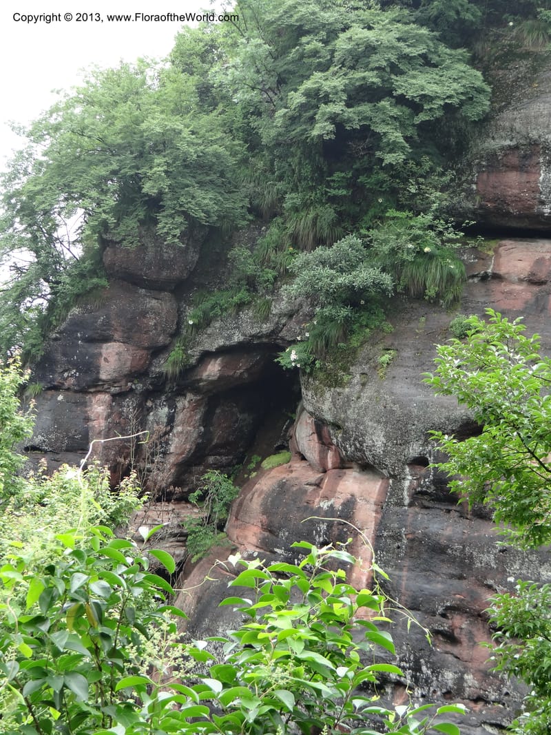 China. Anhui Prov. Qiyun Shan. 7 Jun 2012. DSC01929 (107).JPG