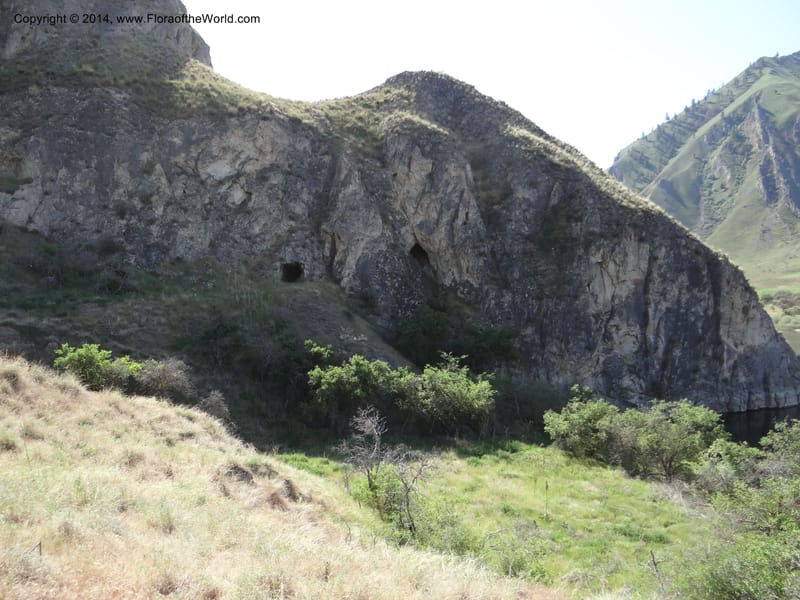 Idaho. Nez Perce Co. Snake R., Lime Point. 8 May 2013. DSC04048 (2).JPG