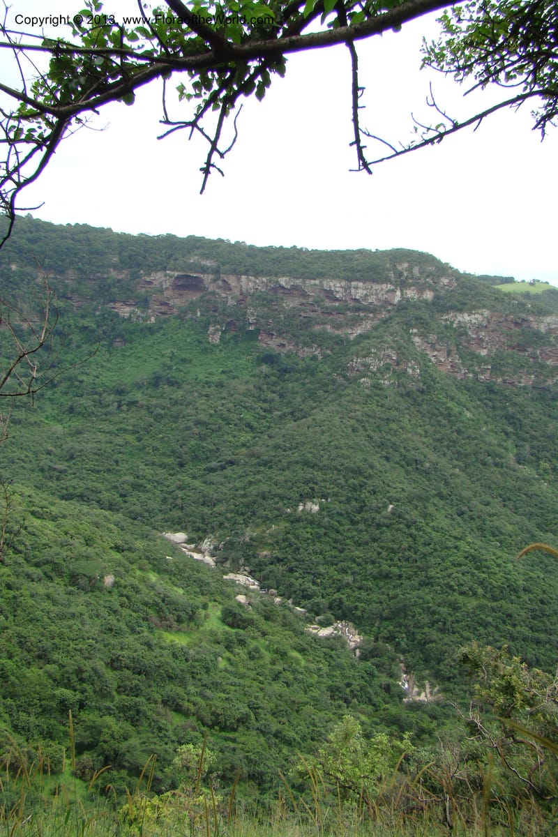 South Africa. KwaZulu-Natal. Krantzkloof Nat. Res. 24 Jan 09. 002.jpg