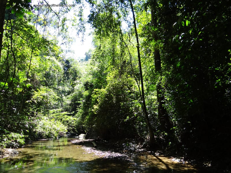 Thailand. Ranong Prov. Klong Naka Wildlife Sanctuary. 14 Nov 2012. DSC09055 (173).JPG