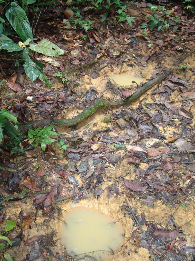 Elephant tracks--Gabon. Prov. Estuaire. Monts de Cristal. 13 Apr 06. 272.jpg