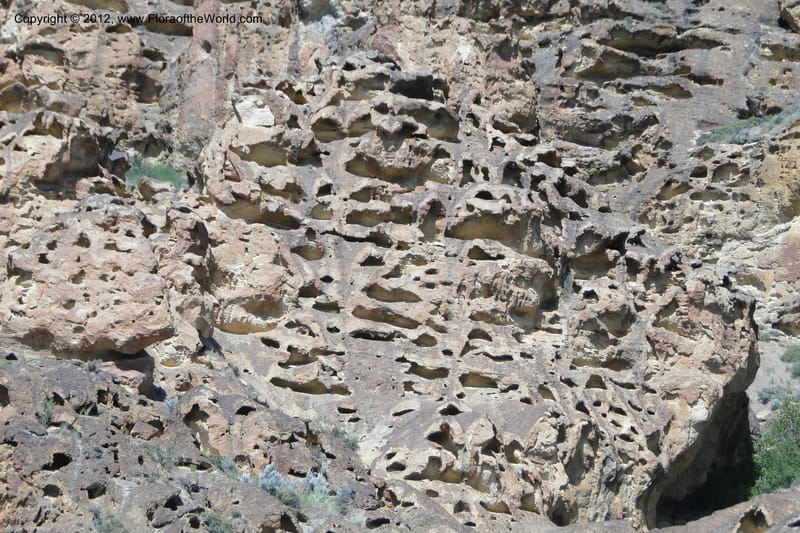 Oregon. Malheur Co. Leslie Gulch. 30 June 2011. 297.jpg