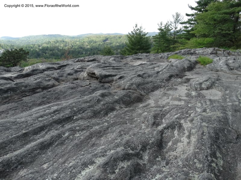North Carolina. Macon Co. Sunset Rock. 12 May 2015. DSC04371 (149).JPG