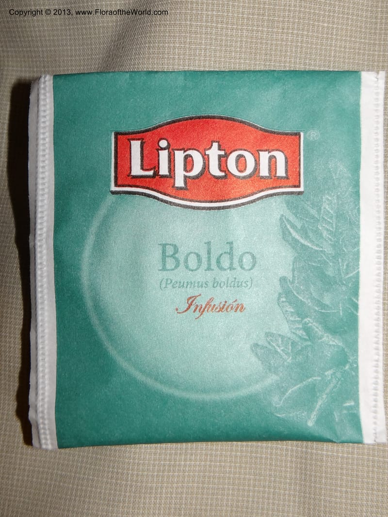 Peumus boldus tea bag. Tanume. 13 Feb 2013. DSC00591 (6).JPG