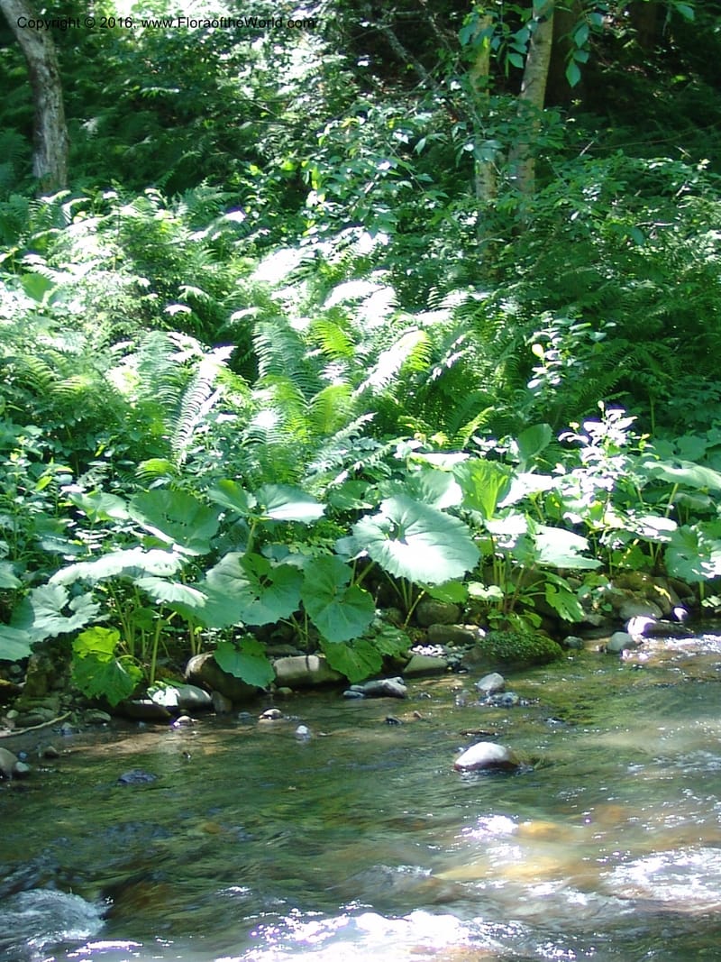 Georgia. Borjomi-Kharagauli Nat. Pk. 8  Jun 05. 102.jpg