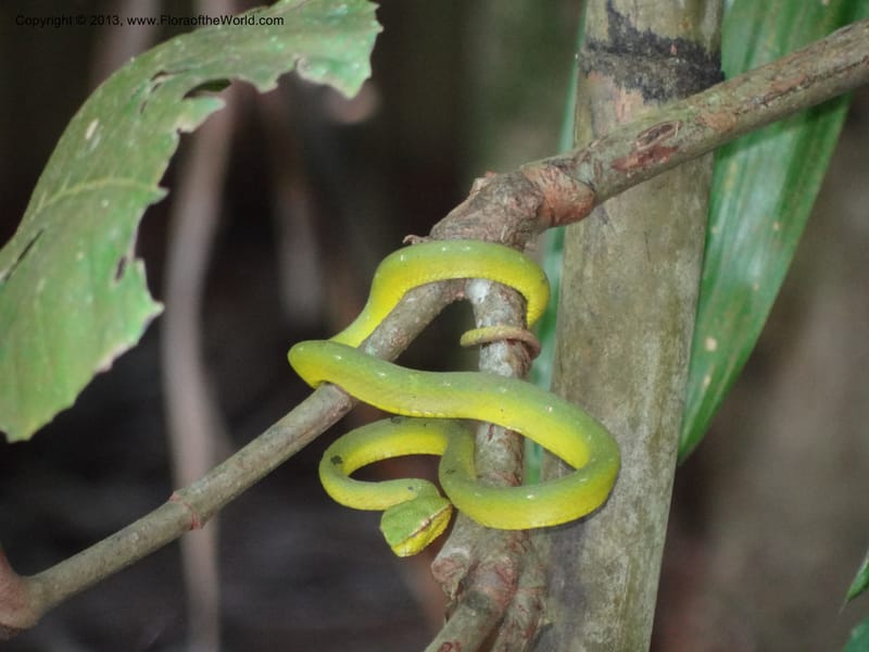 Malaysia, Sarawak. Bako Nat. Park. Beach. 31 Mar 2012. DSC06362 (82).JPG