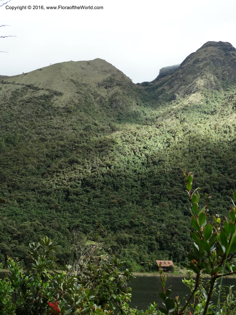Ecuador. P. N. Cajas. 27 Apr 2015. DSC03385 (91).JPG