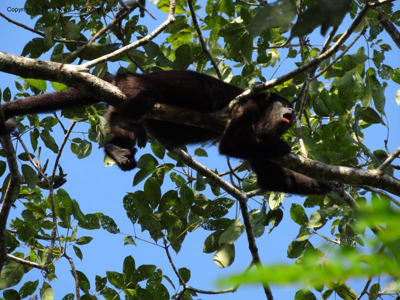 Howler monkey--Mexico. Chiapas. Bajlum Pakal. 16 Feb 2012. DSC02400 (83).JPG