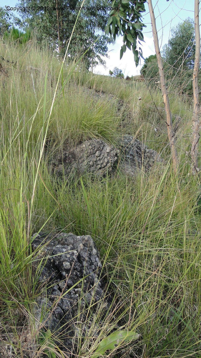 Madagascar. Mania River. 1 May 2010 002.jpg