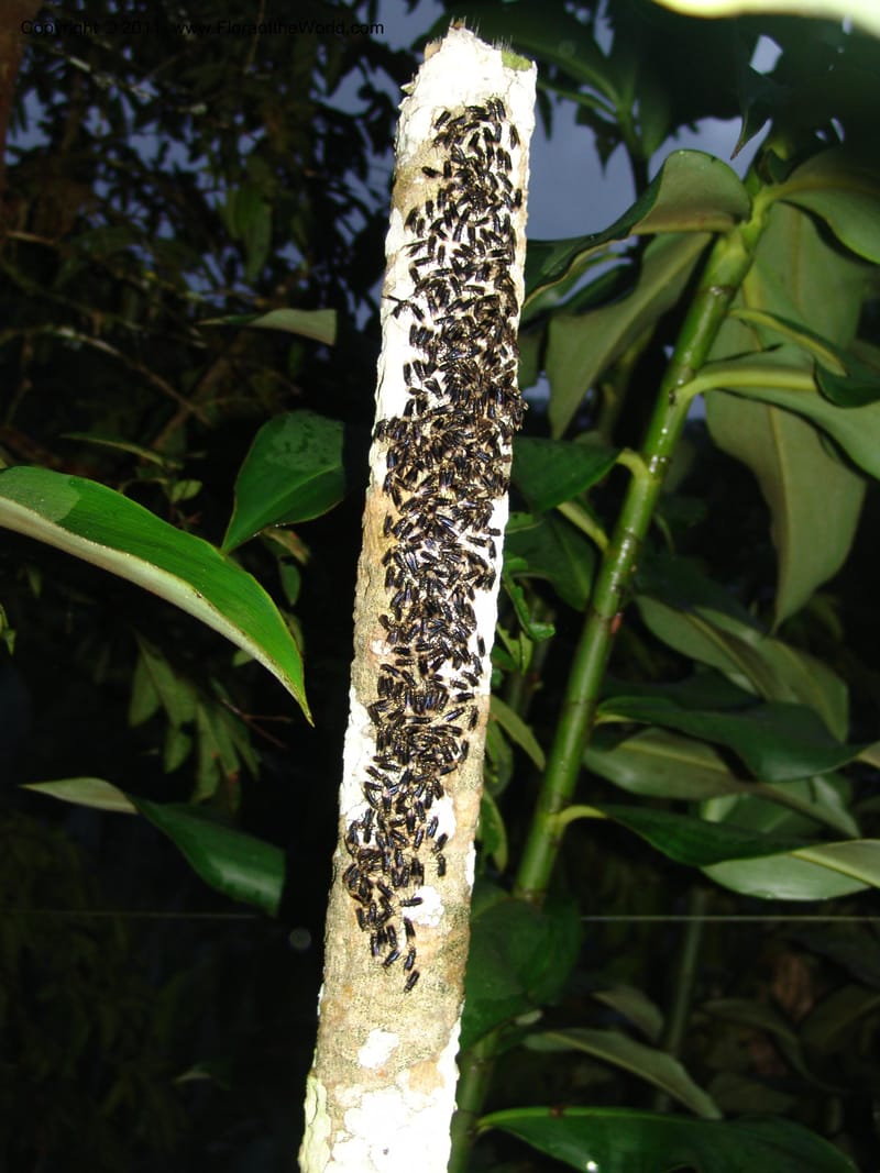 wasps--Ecuador. Maquipucuna Biol. Res. Send. Princip. 11 Mar 06. 001.jpg