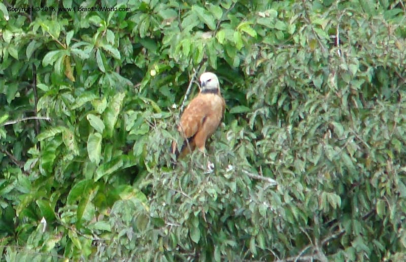 Peru. Loreto. Dto. Parinari. Atun Cocha. R. Samiria. 15 Nov 08. 872 - Copy.jpg