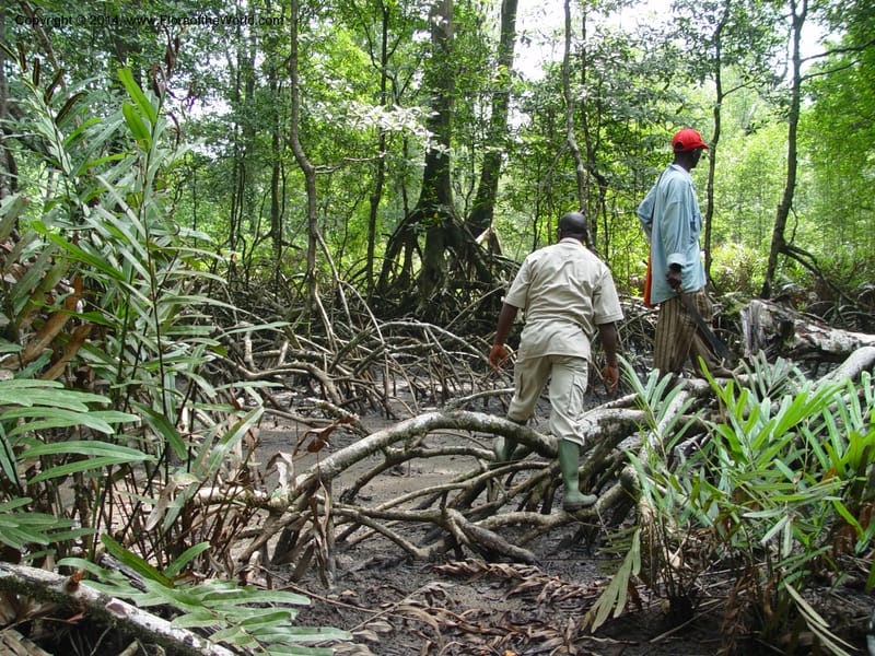 Cameroon. Bimbia Mangrove Nat. Trail. 8 Dec 03. 068.jpg
