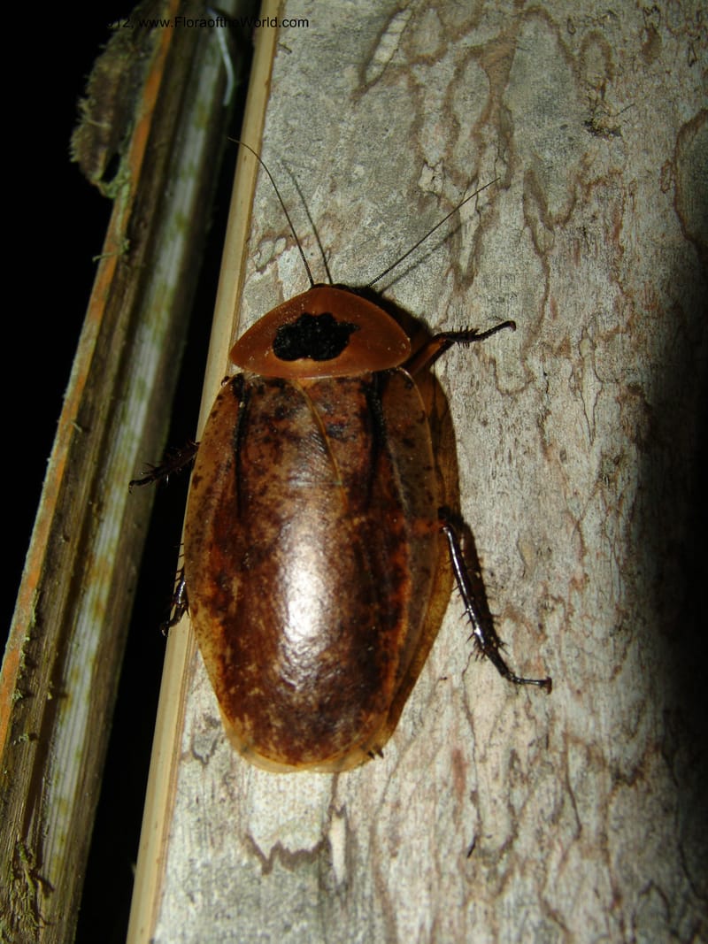 Ecuador. Prov. Pichincha.  Res. Guaycuyacu. 10 Feb 05. 007.jpg