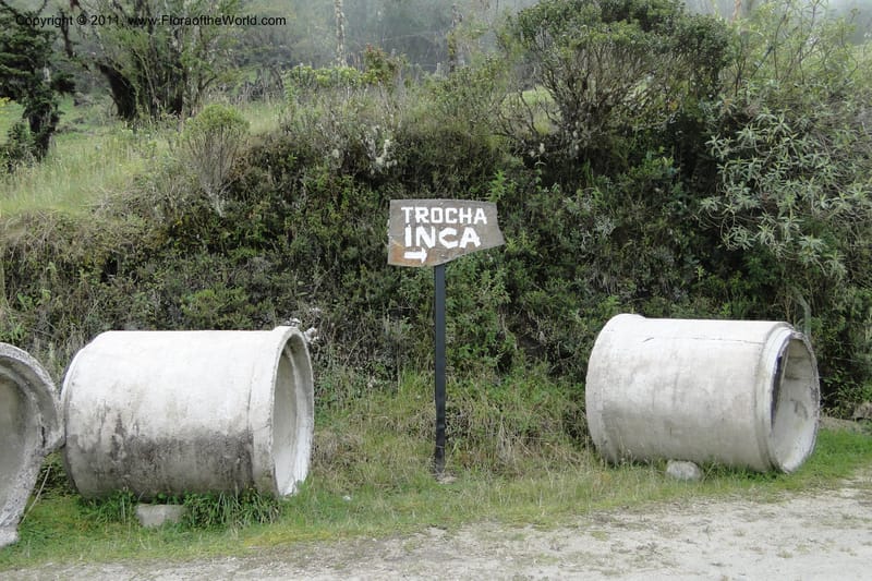 Ecuador. Pichincha. Reserva Yanacocha. 11 Jun 2011. 363.jpg