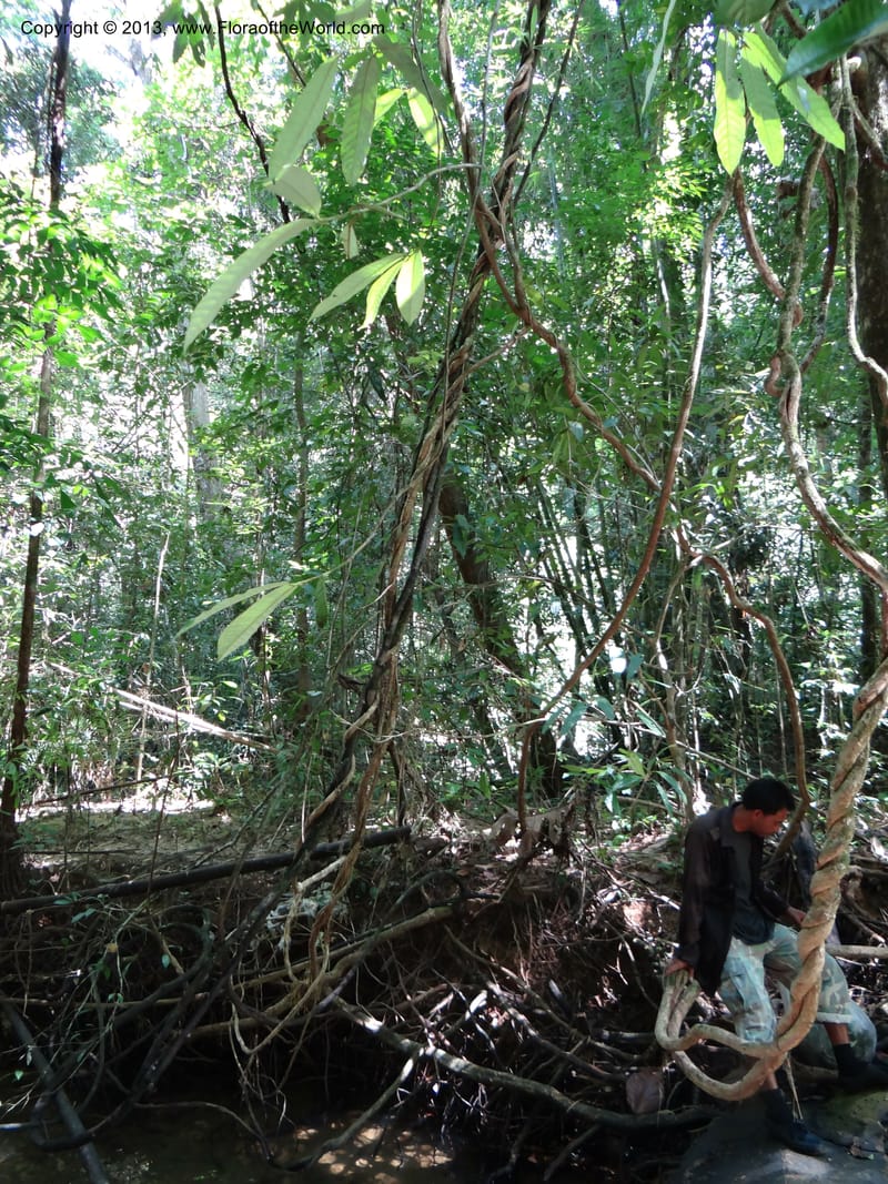 Thailand. Ranong Prov. Klong Naka Wildlife Sanctuary. 14 Nov 2012. DSC09055 (172).JPG