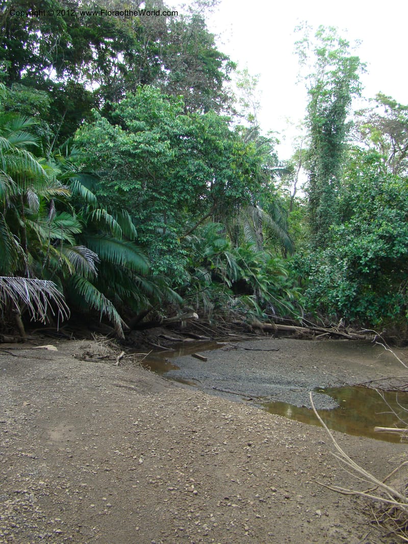 Costa Rica. Puntar. P. Osa. Rincon de Osa. 15 Apr 08. 152.jpg