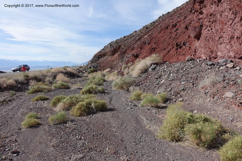 California. Inyo Co. Hwy 190 W of Panamint Spgs. Stop 2. 21 Apr 2016. DSC02210 (13).JPG