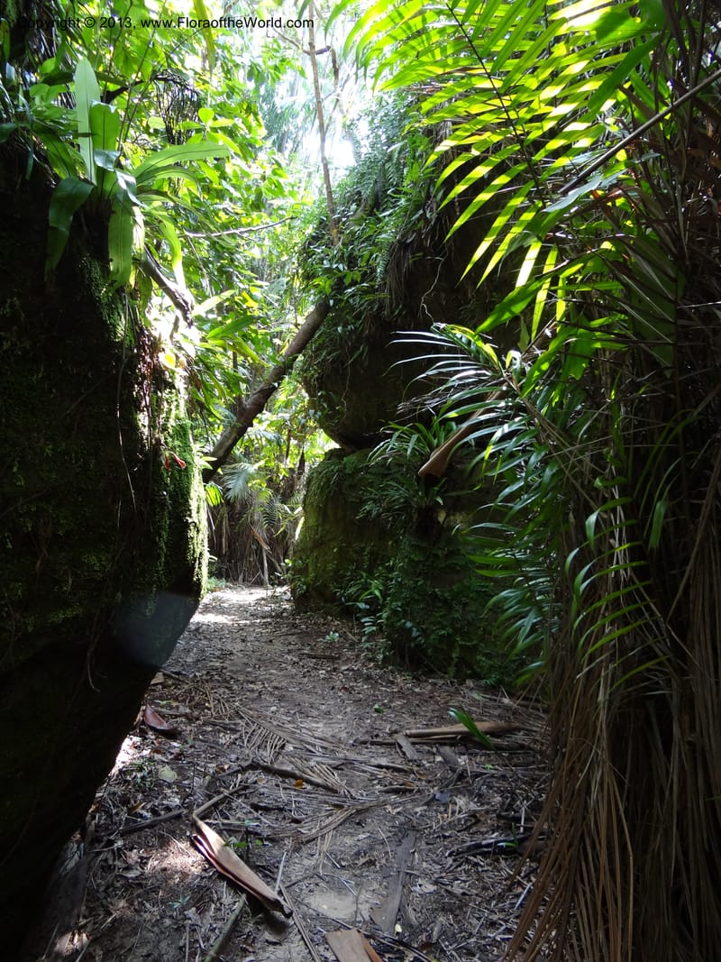 Malaysia, Sarawak. Bako Nat. Park. 29 Mar 2012.  DSC06061 (10).JPG
