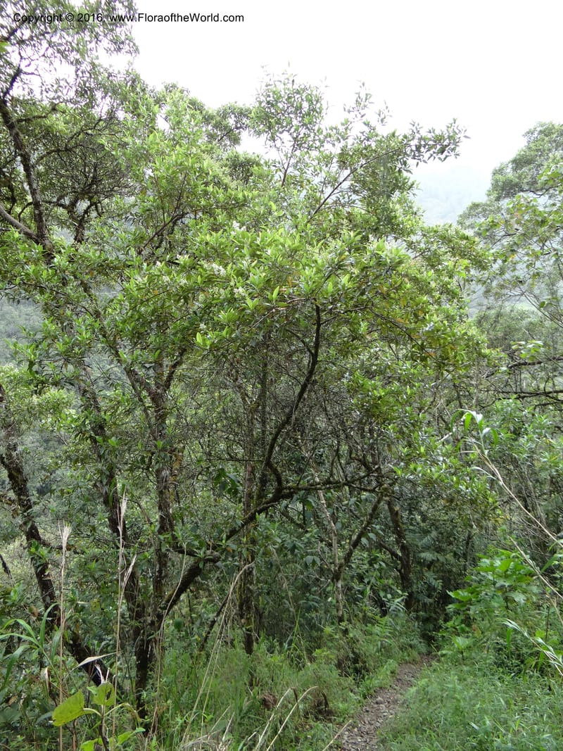 Ecuador. Zamora-Chinchipe. San Francisco Habitat (2).JPG