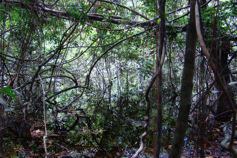 Peru. Loreto. Dist. Nauta. Miraflores, Rio Tigre. 10 Nov 08. 533.jpg
