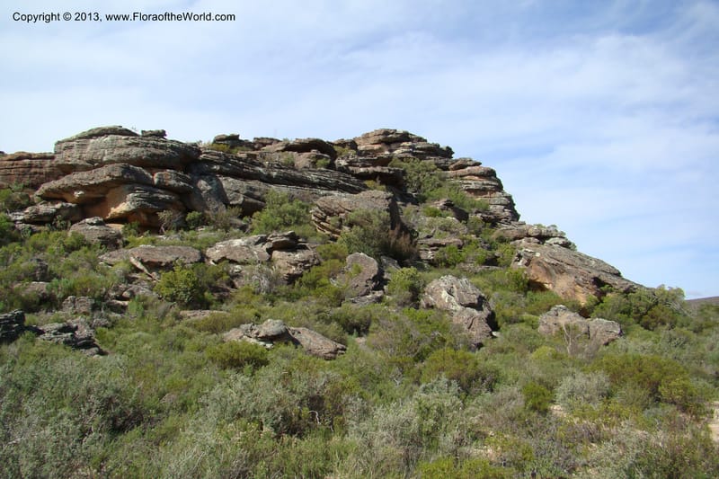 South Africa. Northern Cape. Papkuilsfontein. 26 Aug 09. 149.jpg
