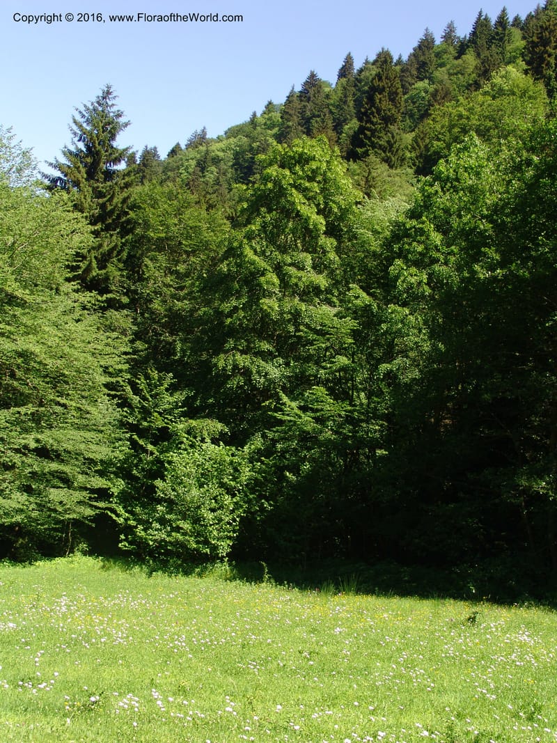 Georgia. Borjomi-Kharagauli Nat. Pk. 8  Jun 05. 150.jpg