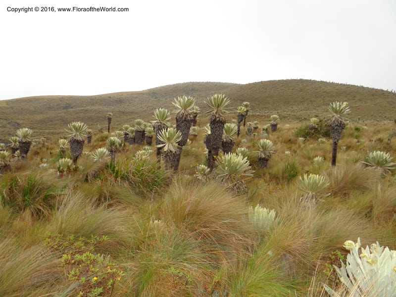Ecuador. Carchi. Paramo El Angel. 5 Oct 22012. DSC06999 (17).JPG