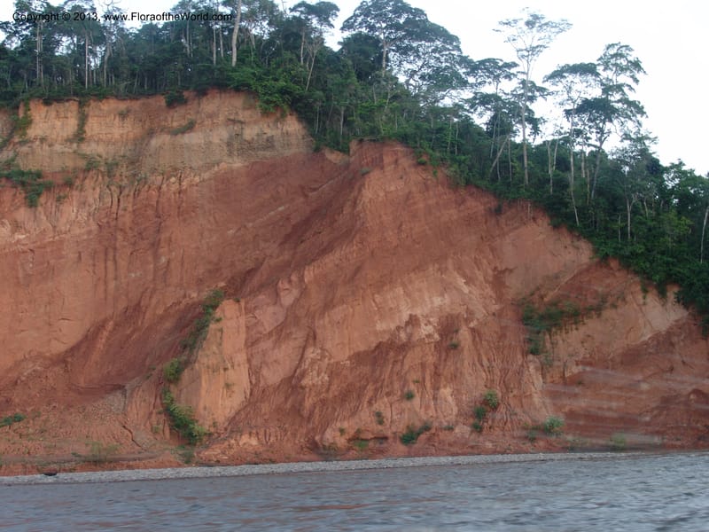 Bolivia. Pq. Nac. Madidi. Rio Tuichi. 29 Nov 04. 018.jpg