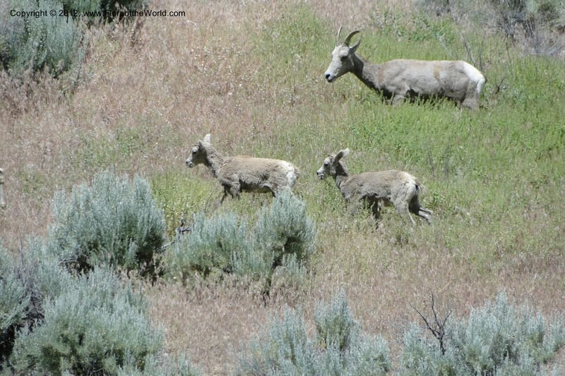 Oregon. Malheur Co. Leslie Gulch. 30 June 2011. 270.jpg
