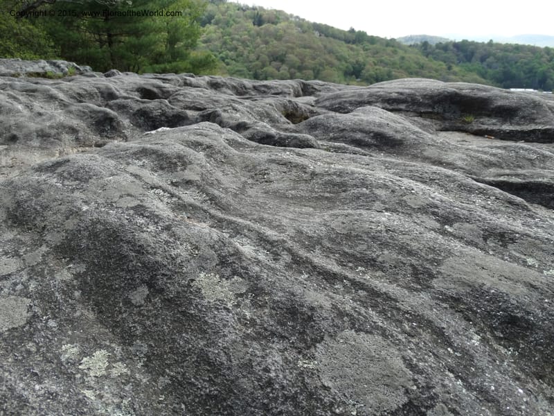 North Carolina. Macon Co. Sunset Rock. 12 May 2015. DSC04371 (148).JPG