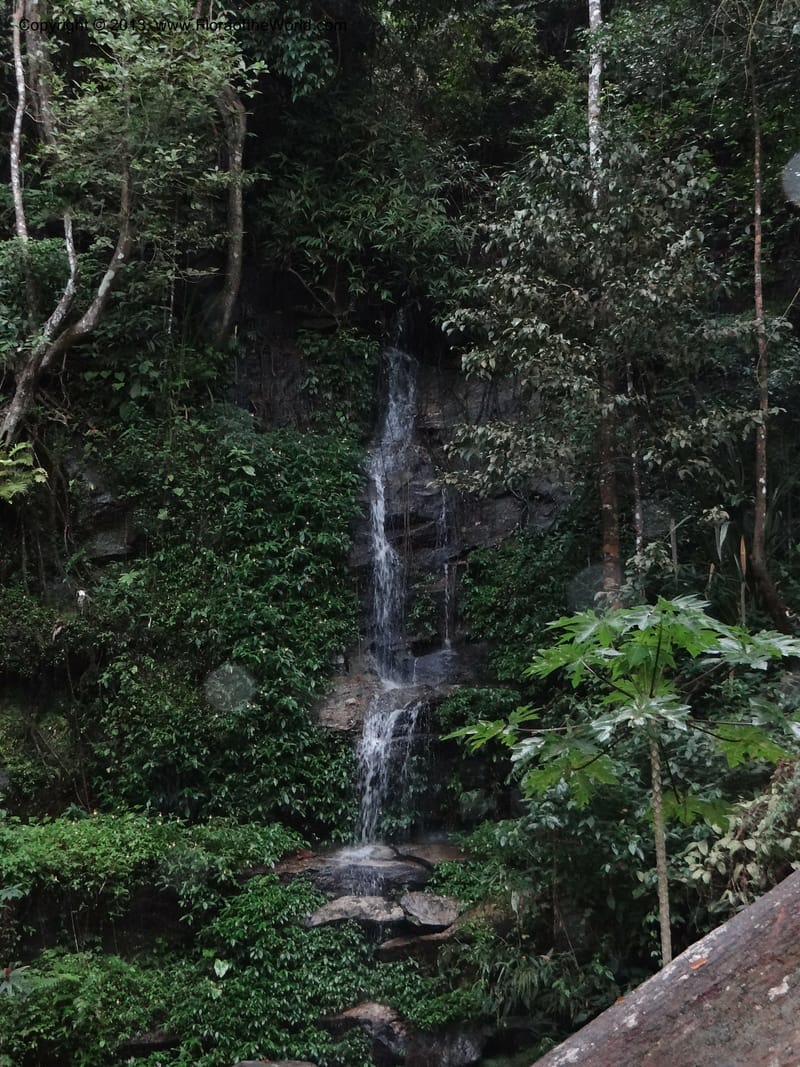 Thailand. Chiang Mai Prov. Doi Suthep Pui Nat. Park. 7 Nov 2012. DSC07362 (373).JPG