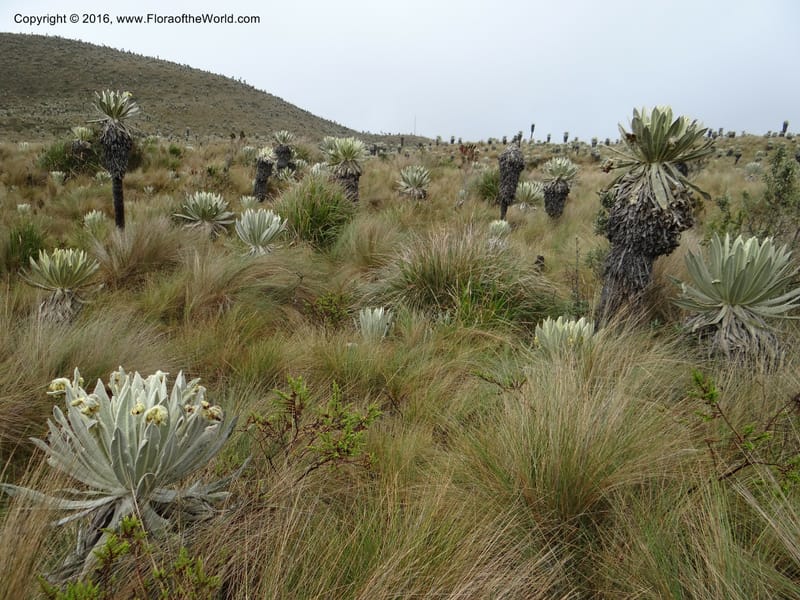 Ecuador. Carchi. Paramo El Angel. 5 Oct 22012. DSC06999 (16).JPG