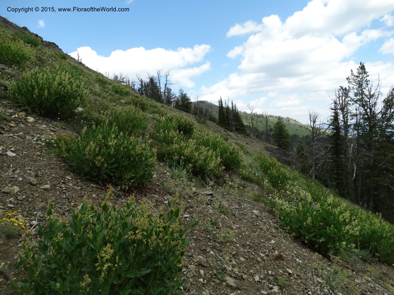 ID. Idaho Co. Seven Devils Camp Ground. 15 Jul 2014. DSC00113 (43).JPG